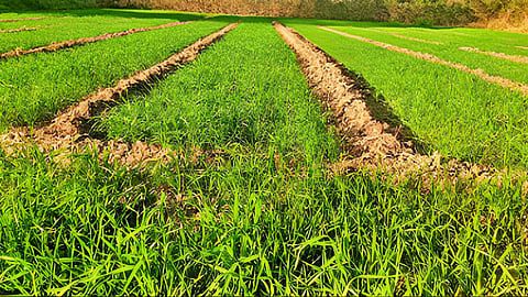 Rabi Sowing