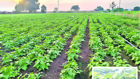  Agriculture 
