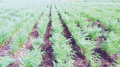 Gram crop benefits