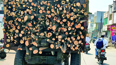 Tree Cutting