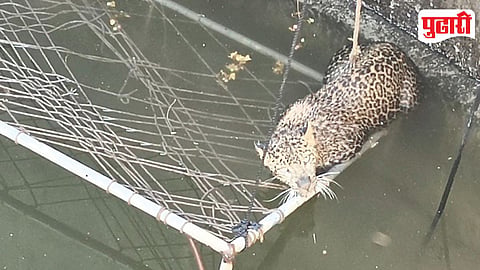 Nandur Leopard