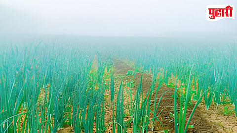 Onion Crop