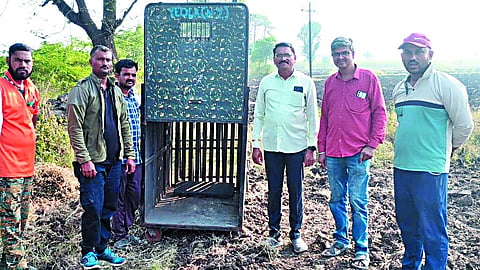 नाशिक जिल्ह्यातील निफाड तालुक्यात बिबट्यांचा वाढता वावर हा सध्या चिंतेचा विषय ठरत आहे.