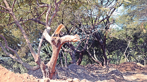 Nashik Tapovan Tree Cutting : 