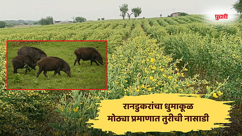 Wardha news