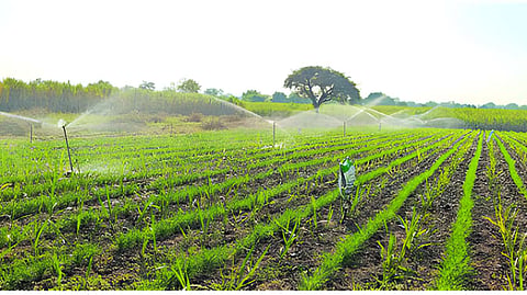 Rabi crop