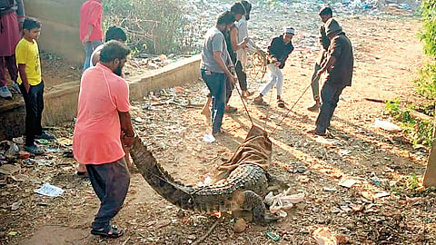 Crocodile Rescue