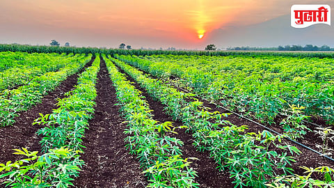 Fruit Plantation