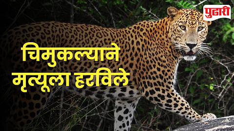 Leopard Attack Child Maharashtra