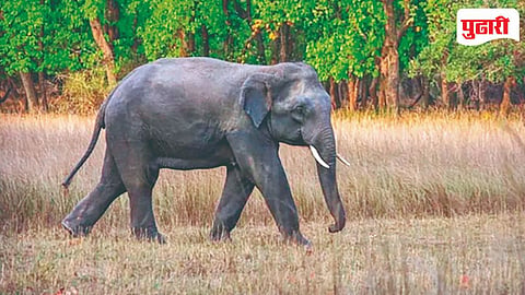 onkar-elephant