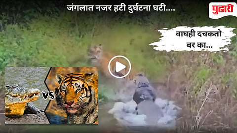 Viral Video|"इथे बेसावध राहिला तो संपला..." : क्षणाची सावधानता अन् जंगलाच्या राजाचा जीव वाचला!