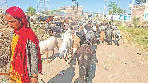 Shepherd migration
