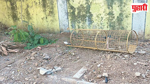 Pimple Nilakh Tree Plantation
