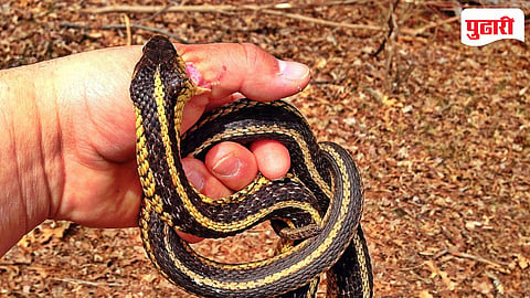 Snake Bite Test Kit