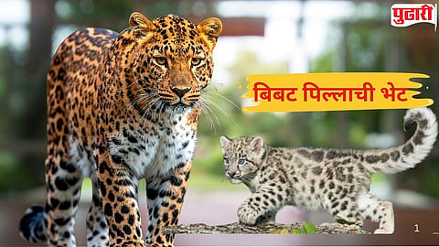  Leopard Cub Found in Balapur Taluka