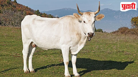 Dairy