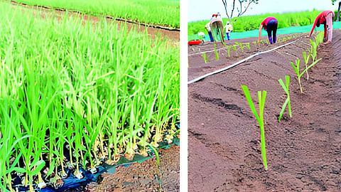 Jalna Farmer News