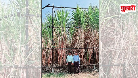 सूर्यप्रकाश मिळण्यासाठी स्टेजिंग करून १३ गुंठे क्षेत्रात लागवड केलेले उसाचे पीक.