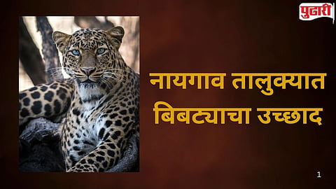 Leopard Attacks Humans and Cattle in Naigaon 