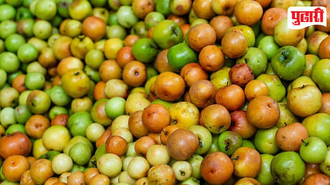 Ber Fruit