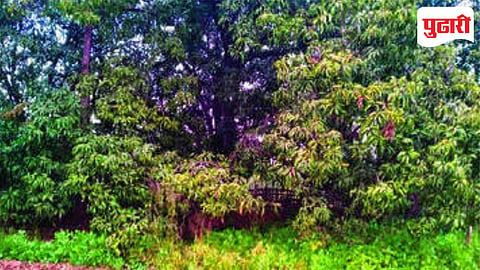 Winter Conducive Environment : आंबा कलमांसह कडधान्यासाठी पोषक वातावरण