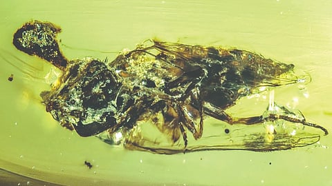 Zombie fly