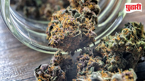 Thane Ganja Seizure