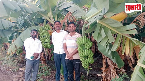 Banana Export