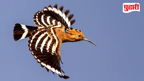 Konkan Birding Hotspot