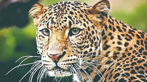 Leopard 
