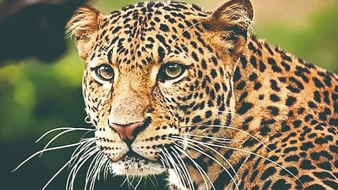 Leopard Attack