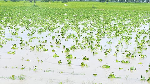 Kinwat Wet Drought