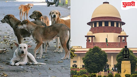 Stray Dogs Hearing | रस्ते भटक्‍या कुत्र्यांपासून मुक्त करा :  सर्वोच्च न्यायालयाची महत्त्‍वपूर्ण टिप्पणी