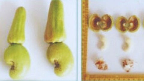 Vengurla-10 Cashew