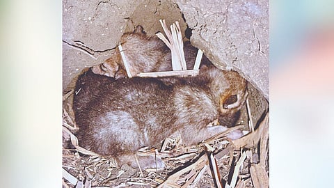 Fox Cubs