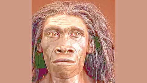 Human Evolution