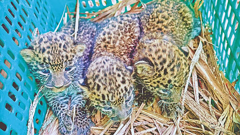 Sinnar Leopard Rescue 