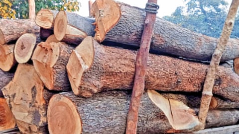 Vasmat Tree Cutting