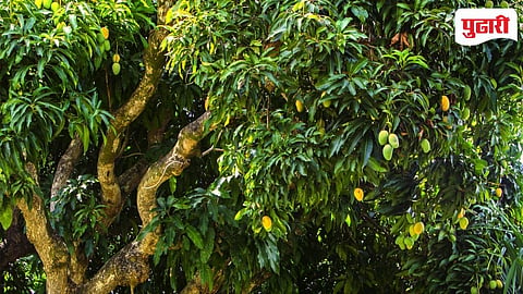 Goa Agriculture News 