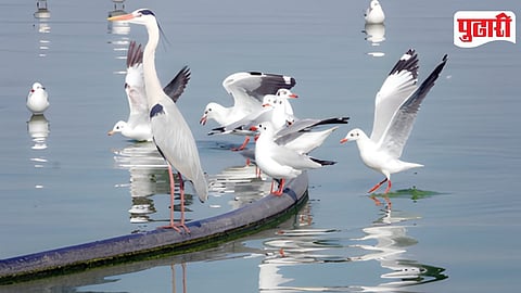 Seagulls