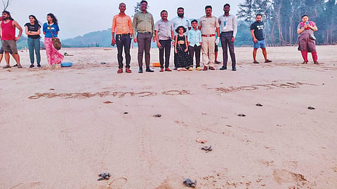 Olive Ridley Turtle