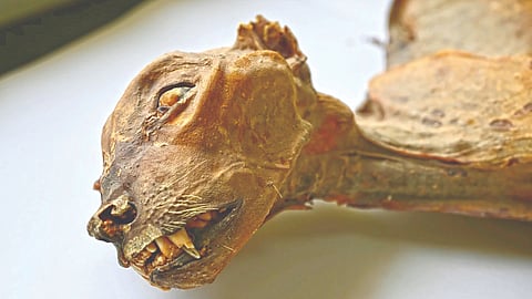 chittas mummes in saudi arebia