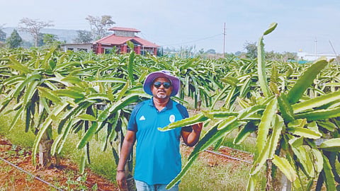 Dragon Fruit Farming 