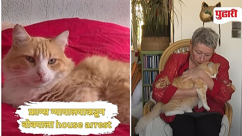 France Court Cat Punishment 