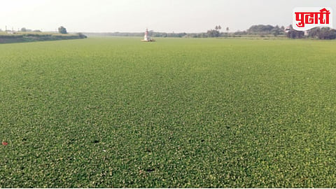 Bhima River Water Hyacinth