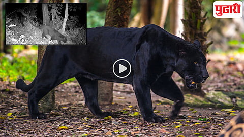 Black Panther Viral Video