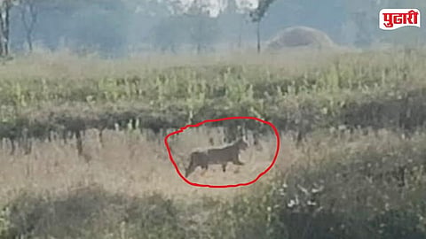  Tigress Presence Tumsar  Bhandara