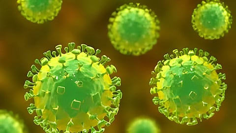 Nipah virus