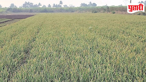 Onion Farmers 