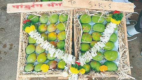 Hapus Mango